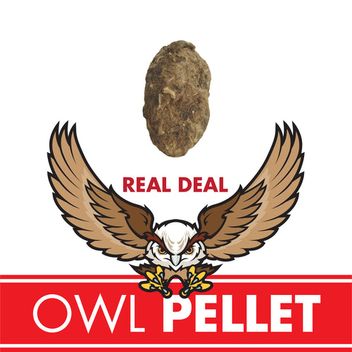 CC: OWL PELLET