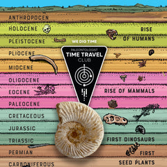 Giant Fossil Ammonite: Time Travel Club