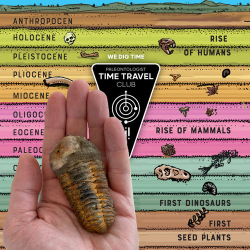 Tremendous Fossil Trilobite: Time Travel Club